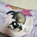 토리벼리