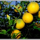 탱자한의원 이미지