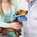 목감동물병원 이미지