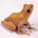 [도감도전] 골든트리프록 (Golden Tree Frog) 이미지