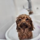 메리몰펫샵 이미지