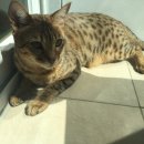 메디 포즈 동물병원 이미지