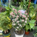 몸신흑염소전문점 이미지