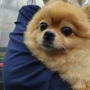 펫택시펫카 이미지