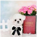 그루밍샵 이미지