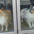 밀독(MILLDOG) 이미지