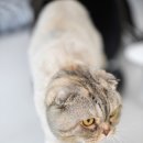 창너머 고양이 이미지