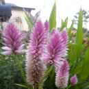 여우꼬리 이미지