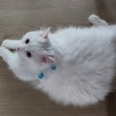 한국고양이혈액센터 이미지