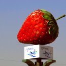 춘월농장 이미지