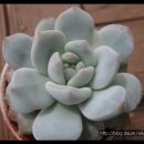 먼로농장 Daum카페