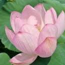 회산백련지 관광안내소 이미지