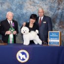 도그비숑 이미지