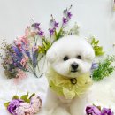 우프루프 이미지