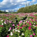 태화강국가정원 이미지