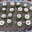 삼동(병설)유치원 이미지