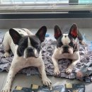 펫스미스 이미지