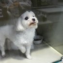 분당파크뷰동물병원 이미지