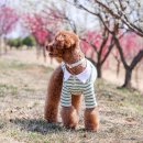 봄강아지 | 강아지봄옷 리카리카 신상 강아지 티셔츠 봄나들이 강아지옷 후기