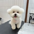 살롱드댕댕 이미지