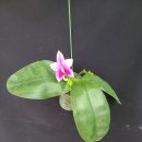 phalanopsis smaela 'blue 平82p' ×Phalaenopsis LD Berr Queen 이미지