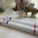 펫 노리터 이미지