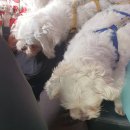 뭉치펫택시 이미지