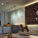 피터펫 애견카페 부산북구점 이미지