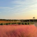 반값애견 이미지