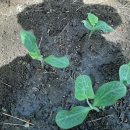 솔숲농원 이미지