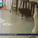 오송애견 이미지