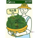 소렐