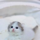 키튼히얼 고양이분양 김포본점 이미지
