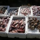 대게풍년 이미지