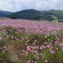 보리밥이야기 이미지