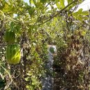 효원농장 이미지