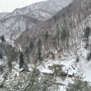 춘설(春雪) / 정지용 이미지