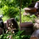 봉삼약초농장 이미지