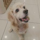 2015.12.05_오이의 치주염 (그랜드벳 동물병원 후기)
