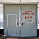 라라농장 | [청주/남일면] 라라팜 | 신선하고 맛있는 딸기가 있는 청주 대전 세종 근교 딸기농장