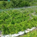 원목농장 이미지