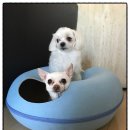 멍이냥이하우스 이미지