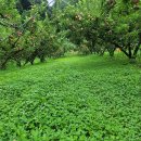 낙원농장4 이미지