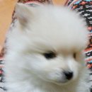 뽀시래기 이미지