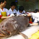 몸무게 370kg 거대 ‘우럭바리’ 中서 공개 이미지