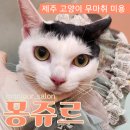 몽쥬르 | 제주 고양이 초저자극 무마취 미용 “몽쥬르” 강력추천 후기
