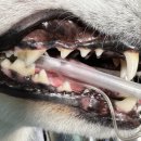 페이지동물병원 이미지