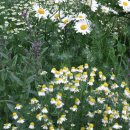 산대월리 이미지