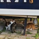 영천푸드 | 영천 치산관광지 캠핑장 카라반 후기｜40~50대 중년 가족캠핑에 딱 좋은 이유