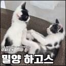 나를 위해 살아봅시다 | 밀양 고양이카페 추천 고양이가 세상을 구한다면 고양이가 있는 곳으로 가야지! 내돈내산 밀양 하고스